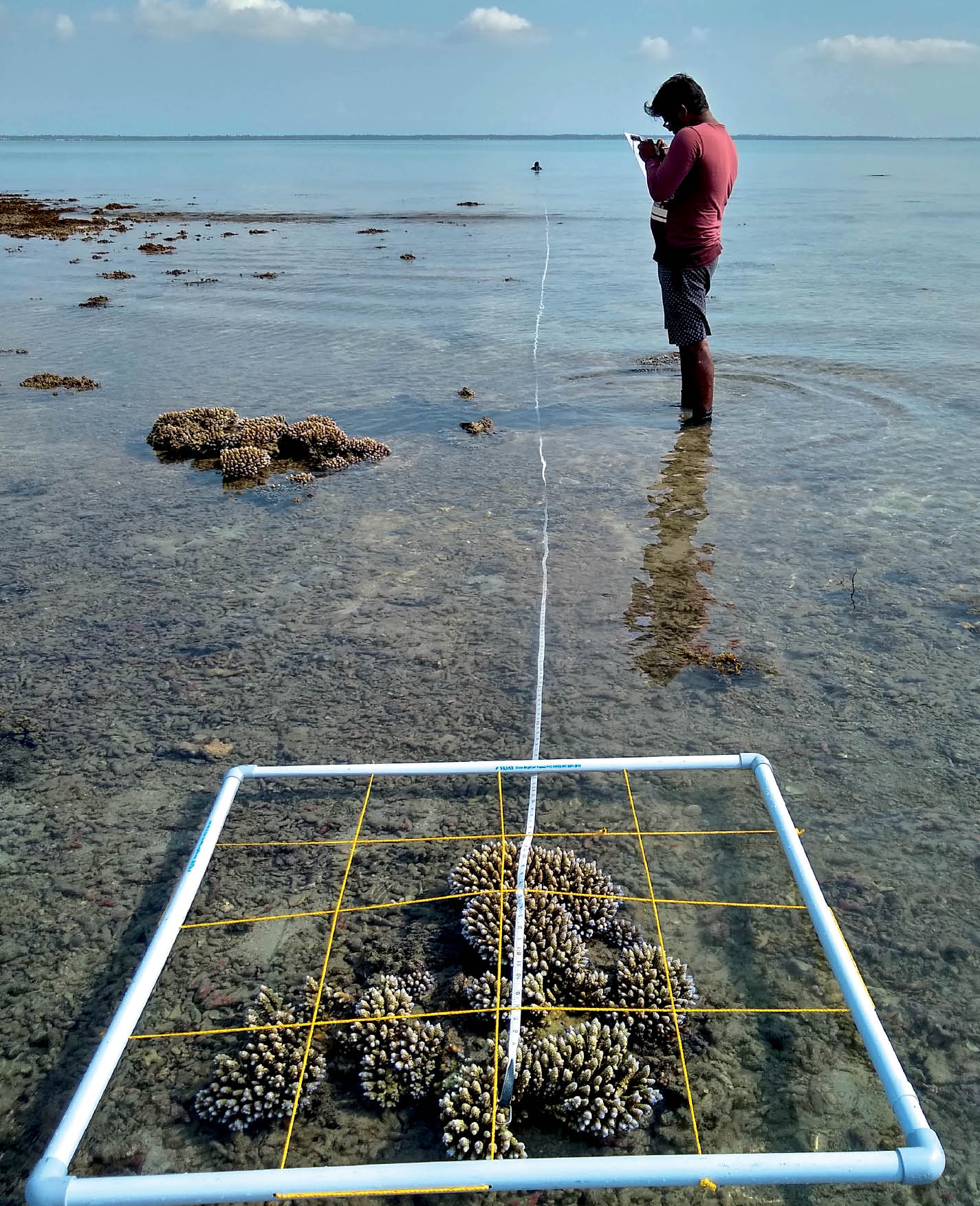 Restoring the Gulf of Mannar and Palk Bay Coral Reefs